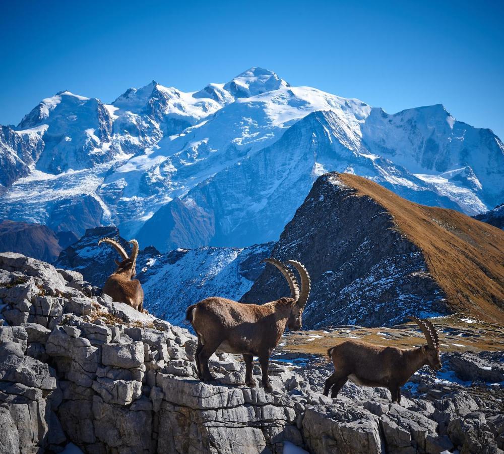 Vue Panoramique Sur Les Montagnes Plein Sud - T2 Skis Aux Pieds, Piscine & Spa 福勒恩 外观 照片